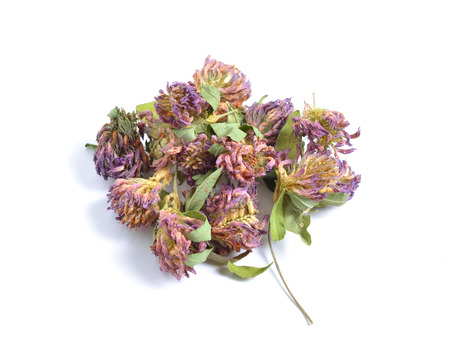 Dried medicinal herbs raw materials isolated on white. Trifolium pratense, the red cloverの写真素材