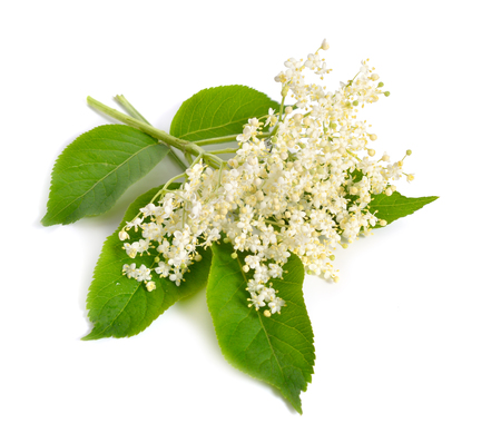 Elderberry flower and leaves isolated on white background.の写真素材