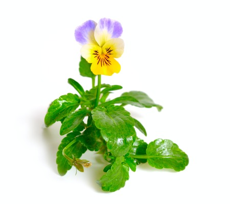 Viola tricolor, also known as Johnny Jump up, heartsease, heartの写真素材