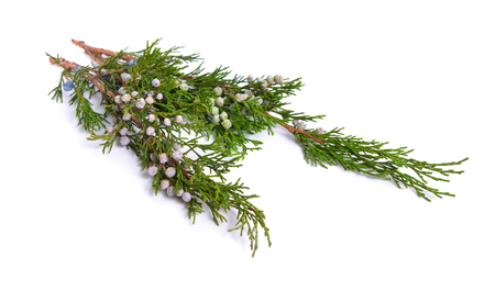 Cones and leaves of Juniper isolated on white background.の写真素材