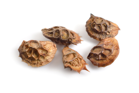 Seed of Onobrychis or sainfoins. Isolated on white background.の写真素材