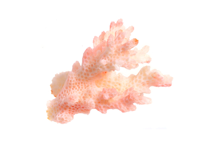 Piece of pink Coral isolated on white background. Full dept of field.の写真素材