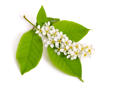 Prunus padus, known as bird cherry, hackberry, hagberry, or Mayday tree. Flowers. Isolated on white backgroundの写真素材
