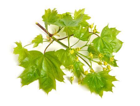 Flowering  maple. Isolated on white backgroundの写真素材