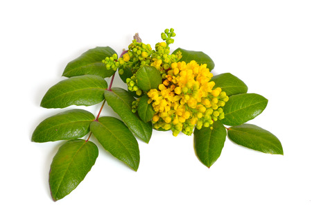 Flowering twig Mahonia isolated on white backgroundの写真素材