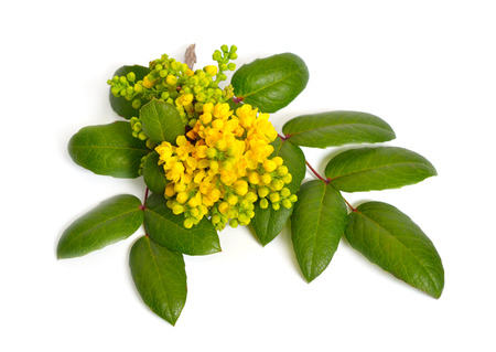 Flowering twig Mahonia isolated on white backgroundの写真素材