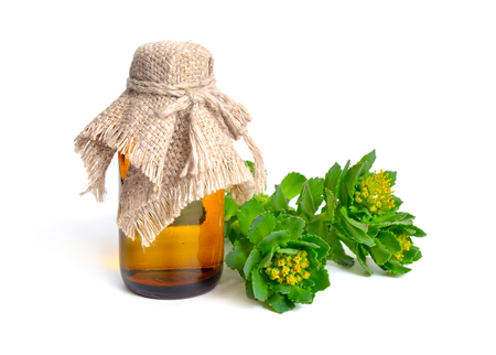 Rhodiola rosea or golden root, rose root, roseroot, Aarons rod, Arctic root, kings crown, lignum rhodium, orpin roseの写真素材