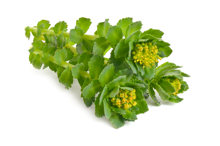 Rhodiola rosea or golden root, rose root, roseroot, Aarons rod, Arctic root, kings crown, lignum...