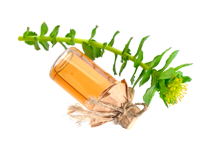 Rhodiola rosea or golden root, rose root, roseroot, Aarons rod, Arctic root, kings crown, lignum rhodium, orpin roseの写真素材