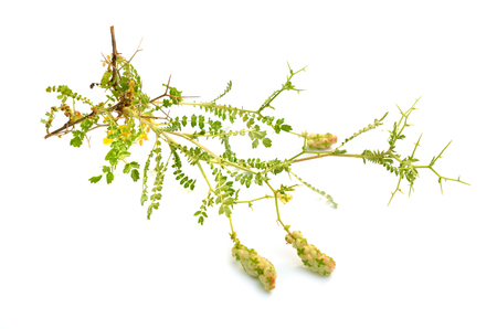 Sarcopoterium spinosum. In English it is known as the prickly, spiny, or thorny burnet. Isolated on white.の写真素材