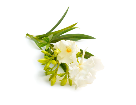 White Nerium oleander isolated on white background.の写真素材