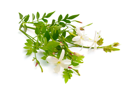 White Jasmine or Jasminum flowers. isolated on white background.の写真素材