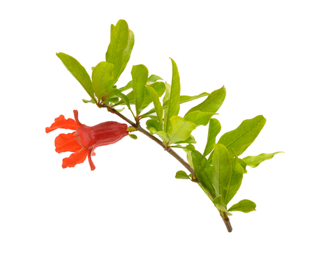 Flowers of Pumeca granatum or pomegranate isolated on white background.の写真素材