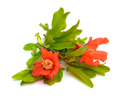 Flowers of Pumeca granatum or pomegranate isolated on white background.の写真素材