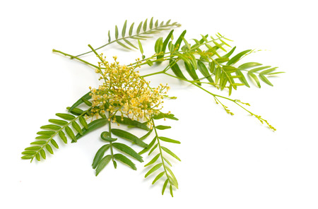 Flowering shinus molle. Peruvian pepper, American pepper, Peruvian peppertree, escobilla, false pepper, molle del Peru, pepper tree, peppercorn tree, pirul and Peruvian mastic Isolatedの写真素材