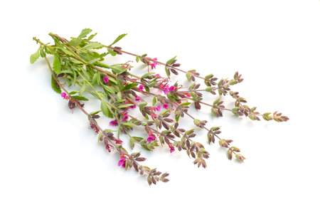 Teucrium or germanders. Isolated on white background.の写真素材