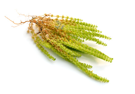 Valantia muralis plant. Isolated on white background.の写真素材