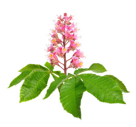 Aesculus x carnea, or red horse-chestnut. Isolated on white background.の写真素材
