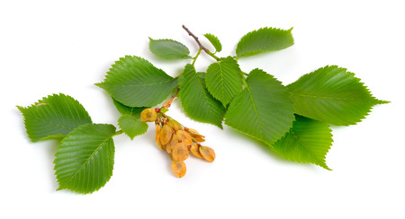 leaves and seeds of Elms Isolated on white background.の写真素材