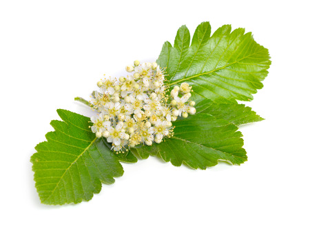 Flowering Sorbus intermedia Isolated on white background.の写真素材