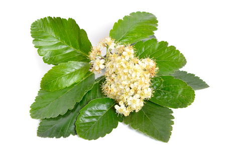 Flowering Sorbus intermedia Isolated on white background.の写真素材