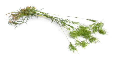Poa alpina, commonly known as alpine meadow-grass or alpine bluegrass. Isolated.の写真素材