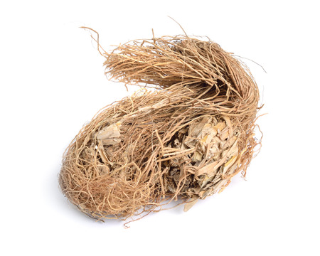 Roots of Chrysopogon zizanioides, commonly known as vetiver. Isolated on white background.
