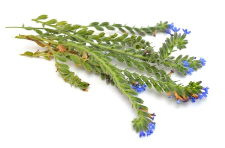 Plant Anchusa with flowers isolated on white background.の写真素材