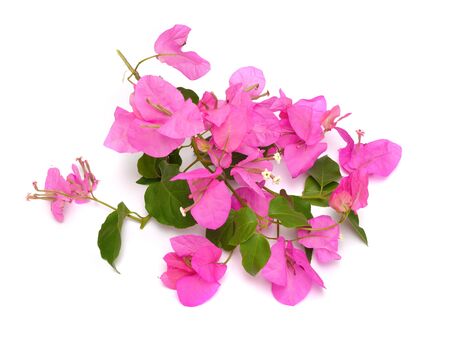 Bougainvillea, also known as buganvilla bugambilia bouganvel pokok bunga kertas bougenville Kaghazi Napoleon jahanamiya veranera trinitaria Santa Rita papelillo Drillingsblume vukamvilia or Saron.の写真素材