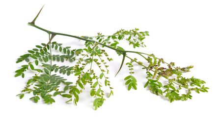 Plant Gleditsiaor locust isolated on white background.の写真素材