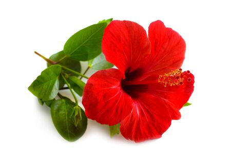 Red Hibiscus known as rose mallow. Other names include hardy hibiscus, rose of sharon, and tropical hibiscus. Isolated.の写真素材