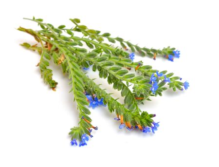 Plant Anchusa with flowers isolated on white background.の写真素材