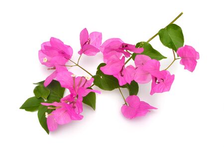 Bougainvillea, also known as buganvilla bugambilia bouganvel pokok bunga kertas bougenville Kaghazi Napoleon jahanamiya veranera trinitaria Santa Rita papelillo Drillingsblume vukamvilia or Saron.の写真素材