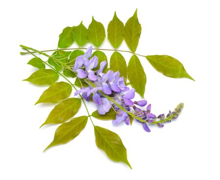 Wisteria sinensis or Chinese wisteria isolated on white background.の写真素材