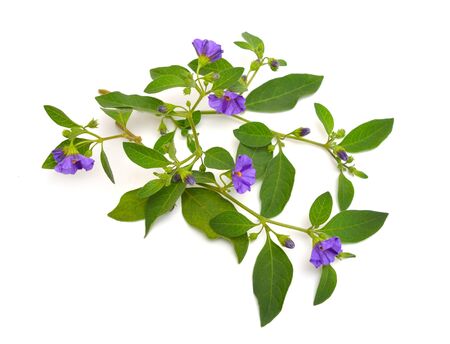 Lycianthes rantonnetii, the blue potato bush or Paraguay nightshade. Isolated on white backgroundの写真素材