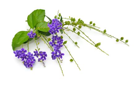 Plant Duranta with flowers isolated on white backgroundの写真素材