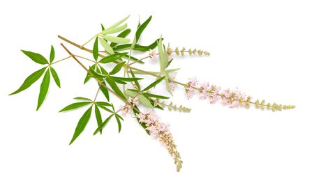 Vitex agnus-castus, chaste tree or chastetree, chasteberry, Abrahams balm, lilac chastetree or monks pepper.の写真素材
