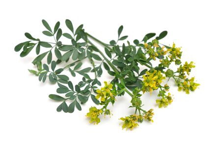 Ruta commonly known as rue Ruta graveolens rue or common rue. Isolated on white background.の写真素材