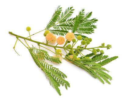 Leucaena leucocephala, Common names include white leadtree, jumbay river tamarind subabul, and white popinac. Isolated.の写真素材
