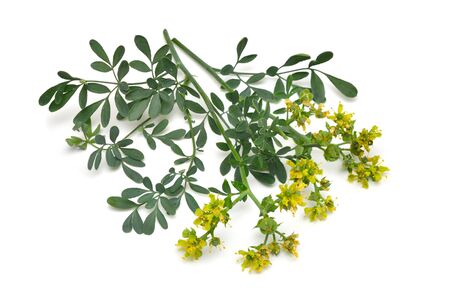 Ruta commonly known as rue Ruta graveolens rue or common rue. Isolated on white background.の写真素材