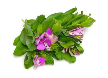 Polygala myrtifolia or myrtle-leaf milkwort isolated on white background.の写真素材