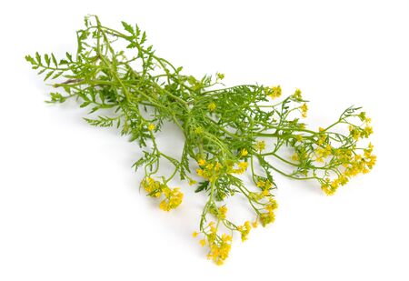 Rorippa, known commonly as yellowcresses. Isolated on white background.の写真素材