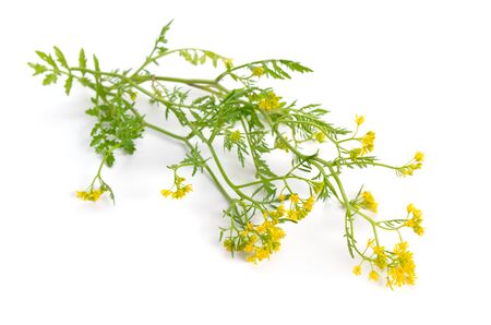 Rorippa, known commonly as yellowcresses. Isolated on white background.の写真素材