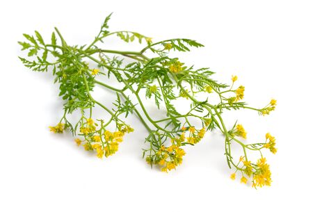 Rorippa, known commonly as yellowcresses. Isolated on white background.の写真素材