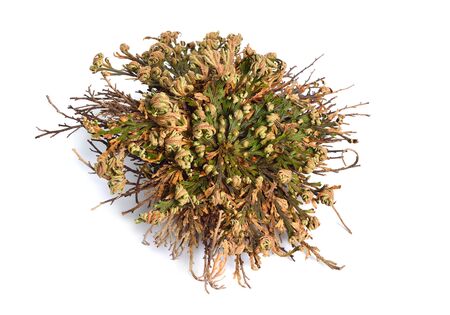 Selaginella lepidophylla or Lycopodium lepidophyllum. Flower of stone, false rose of Jericho, rose of Jericho, resurrection plant, resurrection moss, dinosaur plant, siempre viva, and doradilla.の写真素材