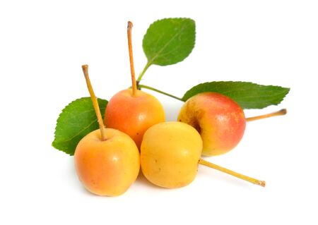 Malus baccata known by the common names Siberian crab apple, Siberian crab, Manchurian crab apple and Chinese crab apple. Isolatedの写真素材