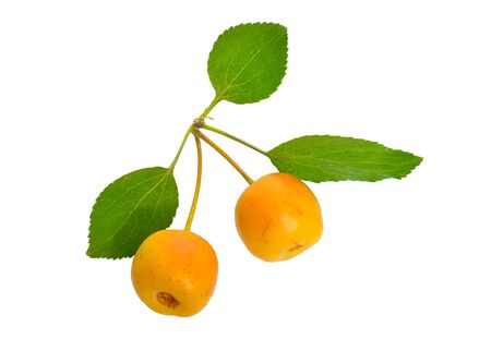 Malus baccata known by the common names Siberian crab apple, Siberian crab, Manchurian crab apple and Chinese crab apple. Isolatedの写真素材