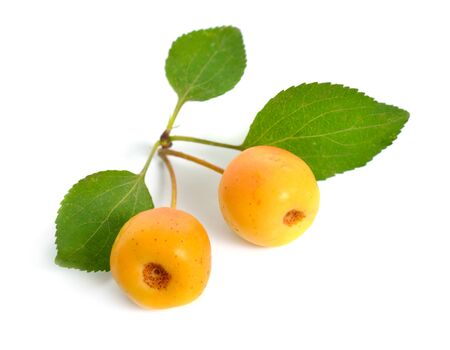 Malus baccata known by the common names Siberian crab apple, Siberian crab, Manchurian crab apple and Chinese crab apple. Isolatedの写真素材
