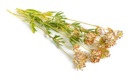 Anthyllis yellow flowers isolated on white background.の写真素材