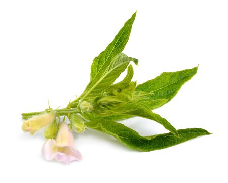 Sesame plant with flowers isolated on white background.の写真素材